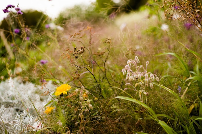 The Benefits of Wet Meadows and Seed Sales