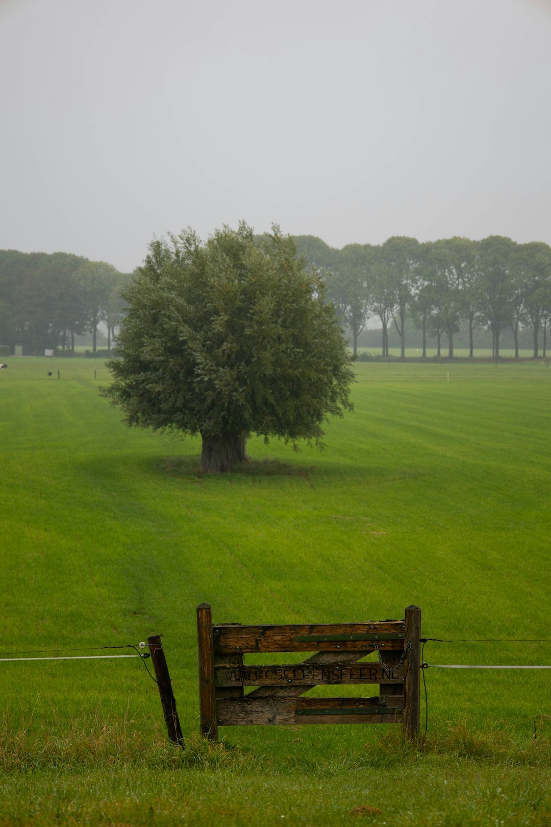 brown wooden bench on green grass field near green trees during daytime