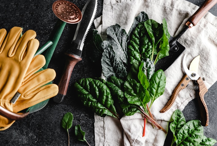 Green leaves with budget-friendly gardening tools, showcasing affordable gardening options