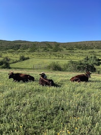 brown cow on green grass field during daytime
