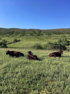 brown cow on green grass field during daytime