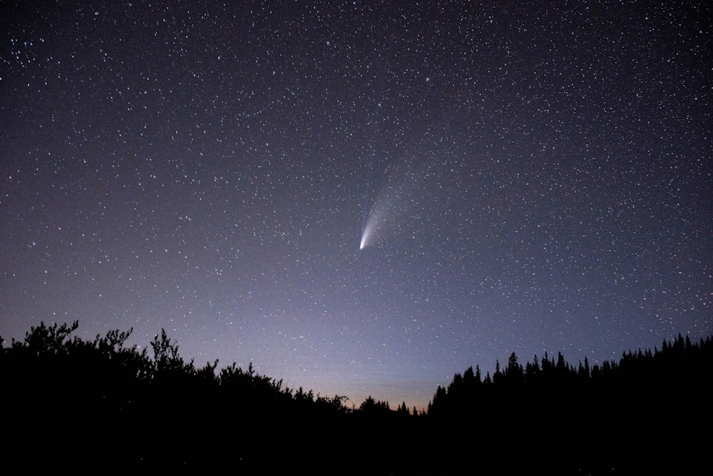 silhouette di alberi sotto la notte stellata