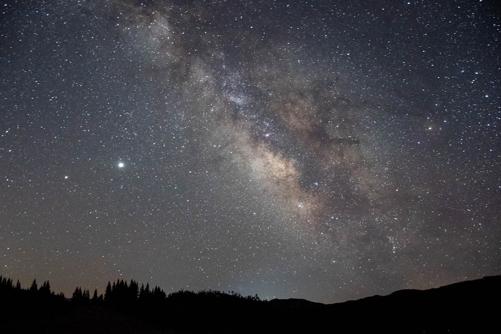 silhouette of trees under starry night