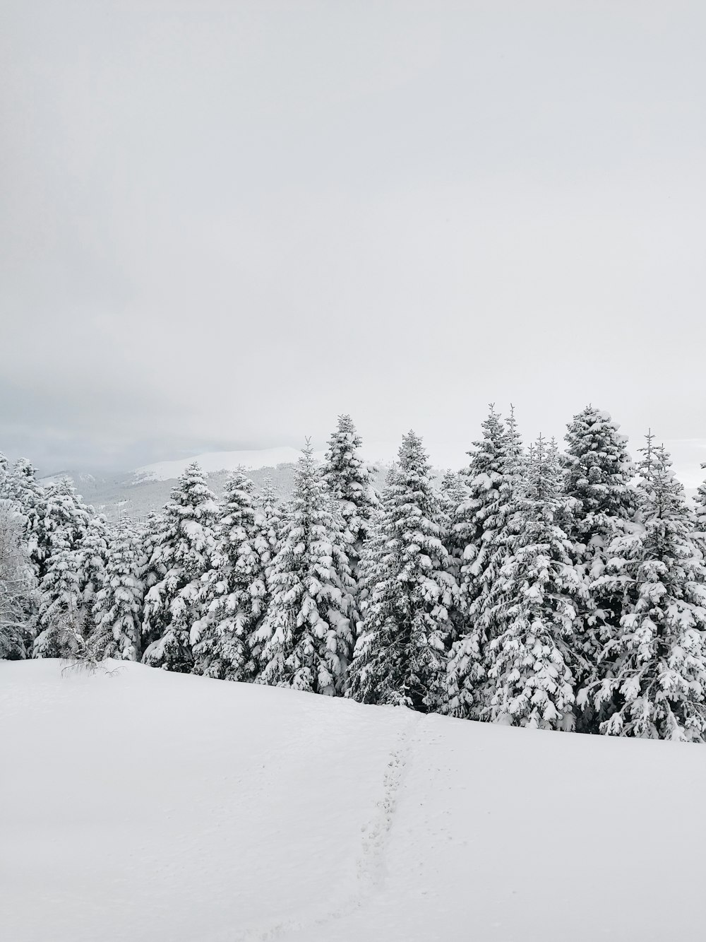 snow covered pine trees under white sky during daytime