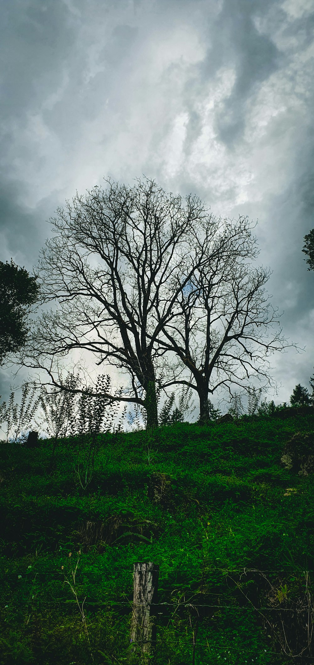 leafless trees on green grass field under cloudy sky