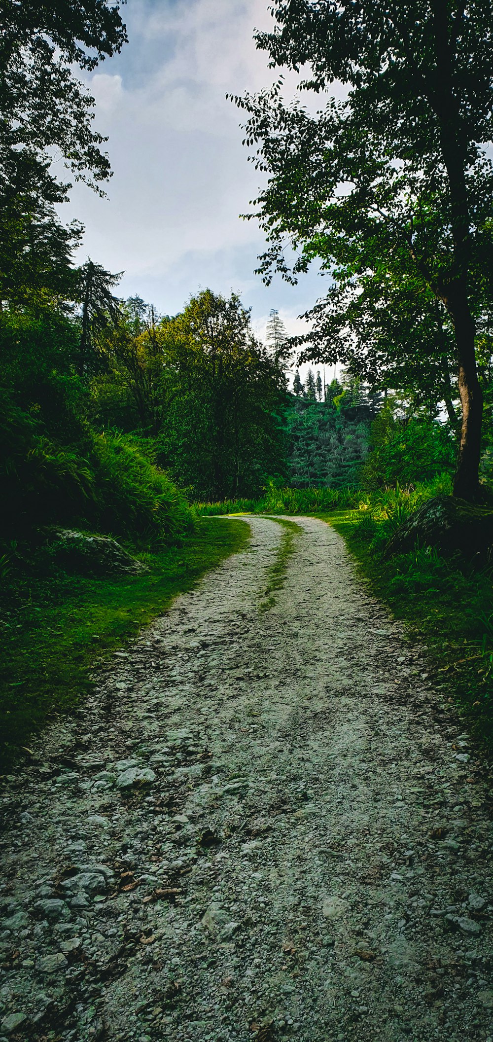 green grass and trees during daytime