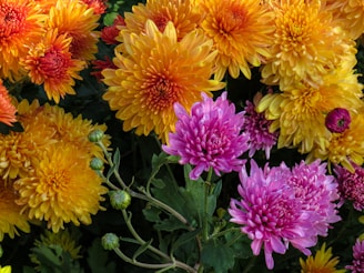 Vibrant chrysanthemums and roses blooming in a Tenancingo greenhouse.