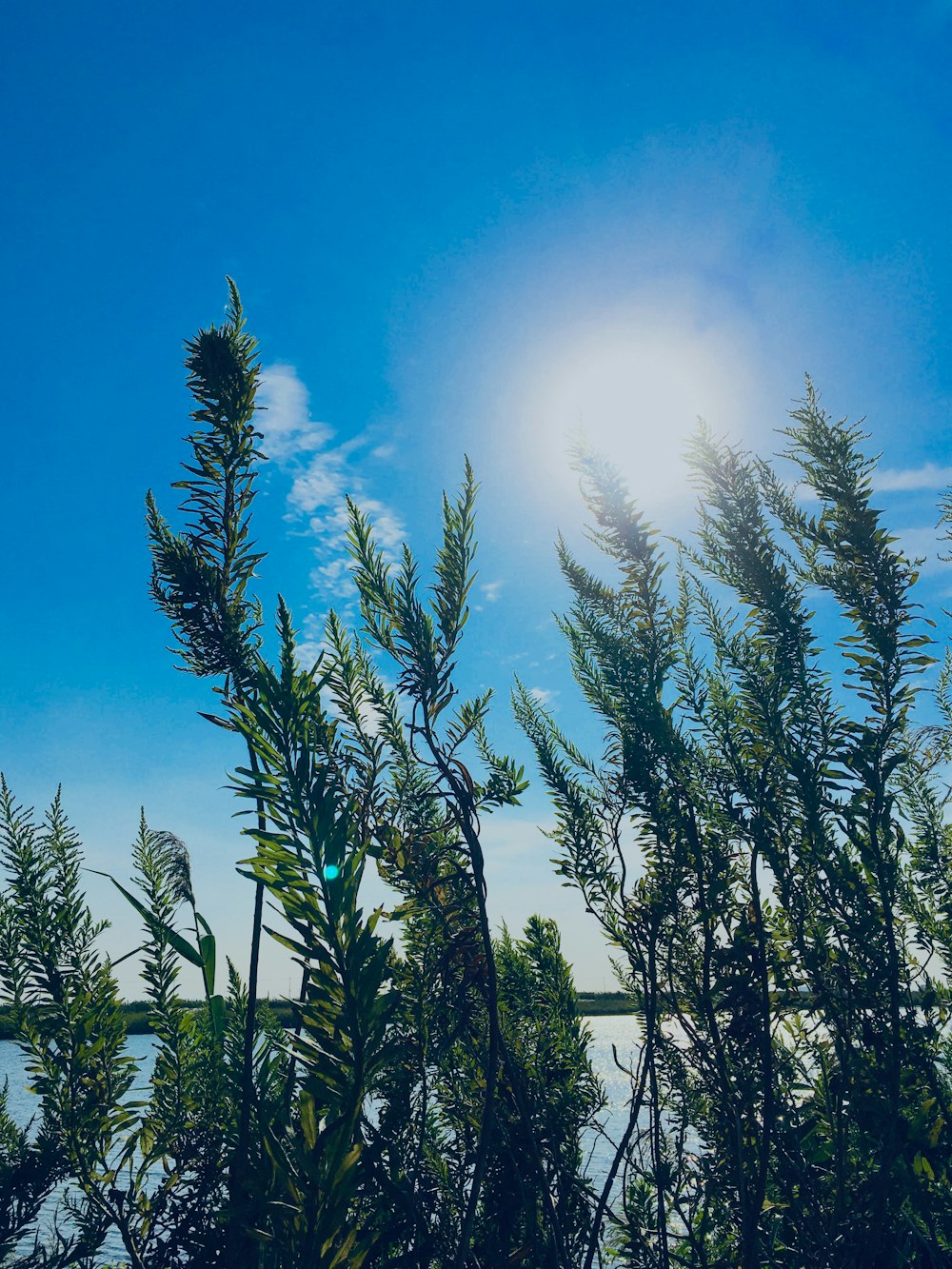 green pine trees under blue sky during daytime