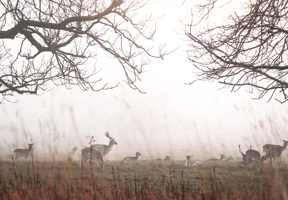 white and brown deer on brown grass field