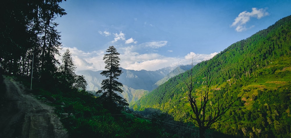 green trees on mountain under blue sky during daytime