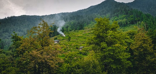 green trees on mountain during daytime in Kullu India