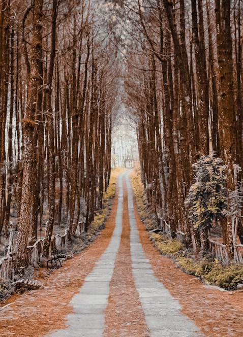 brown pathway between brown trees during daytime