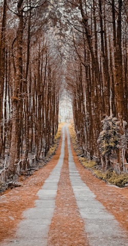 brown pathway between brown trees during daytime