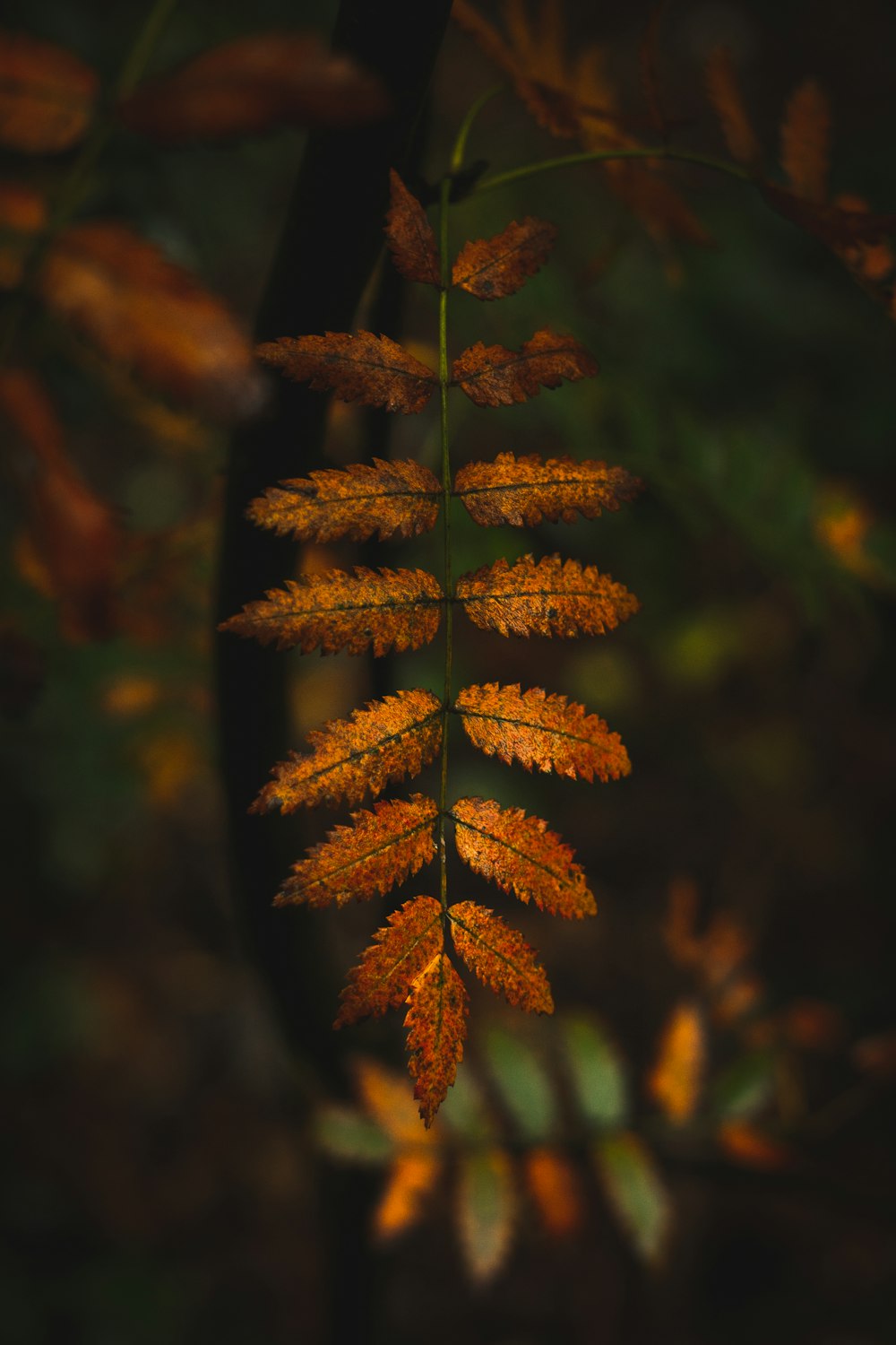 brown leaves in tilt shift lens