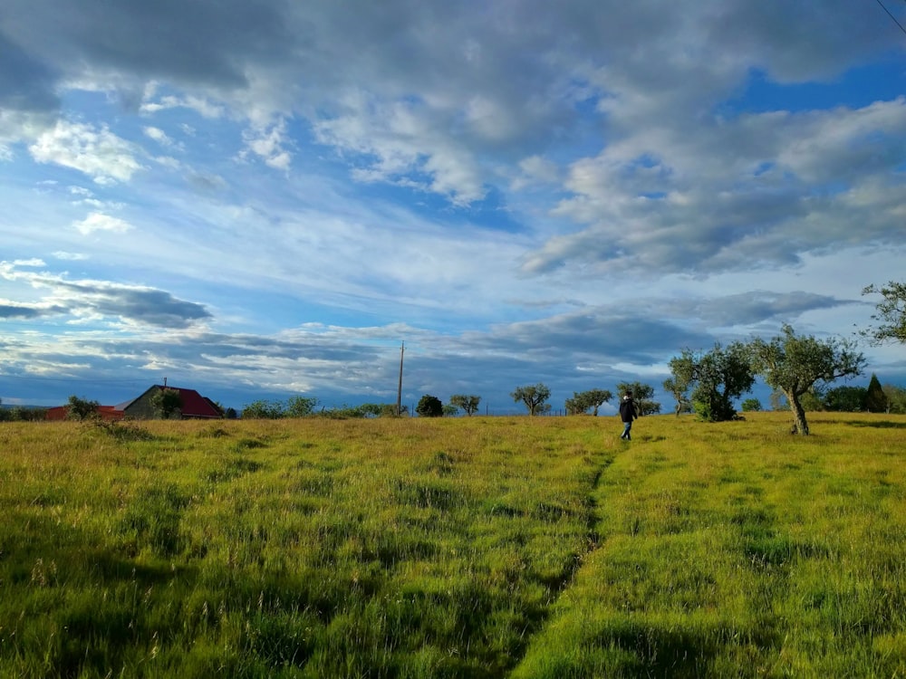 green grass field under blue sky during daytime