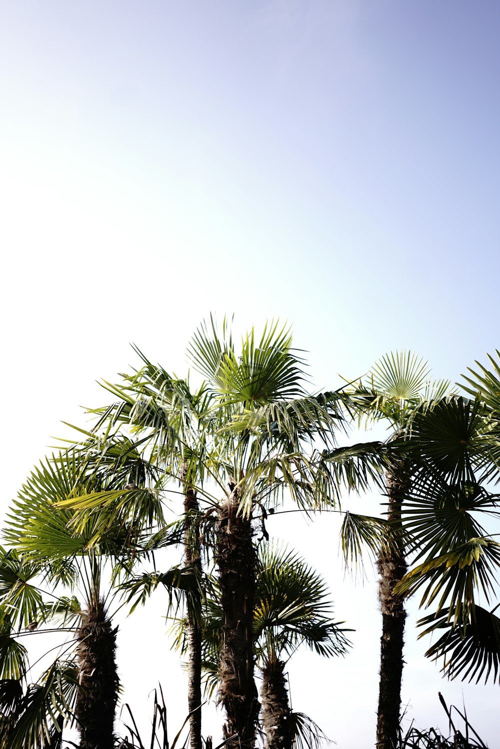 green palm tree under blue sky during daytime