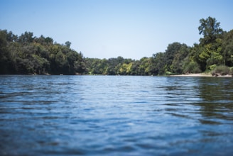 green trees beside body of water during daytime
