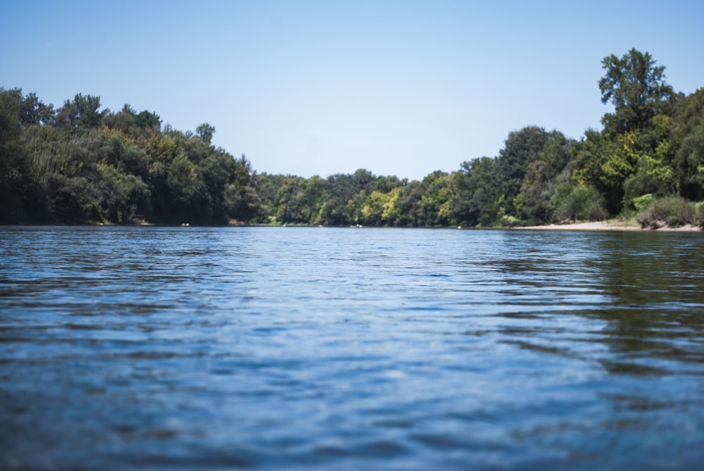 green trees beside body of water during daytime