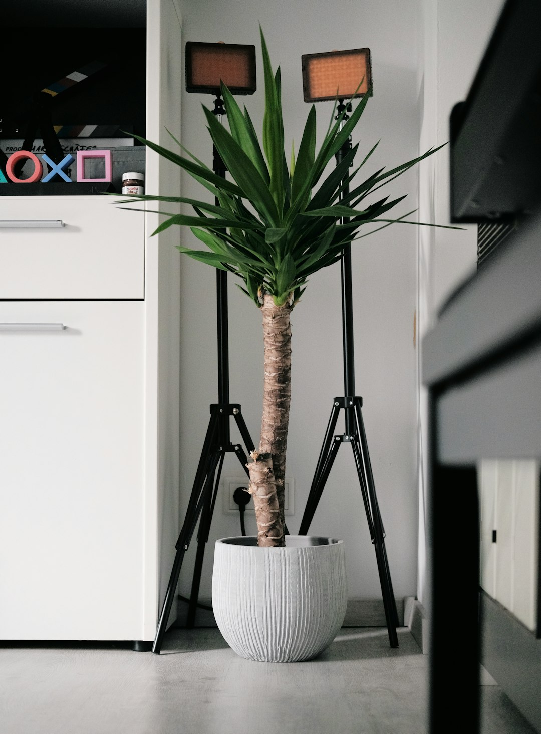 green plant on white ceramic pot