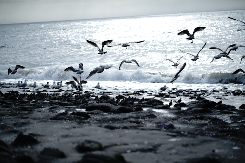 flock of birds flying over the sea during daytime