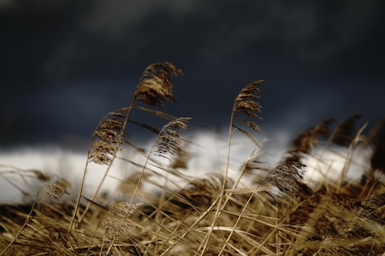 brown grass in close up photography in Stuttgart Germany