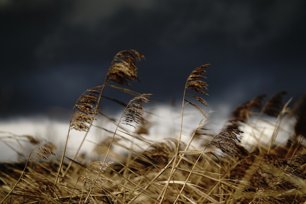 brown grass in close up photography