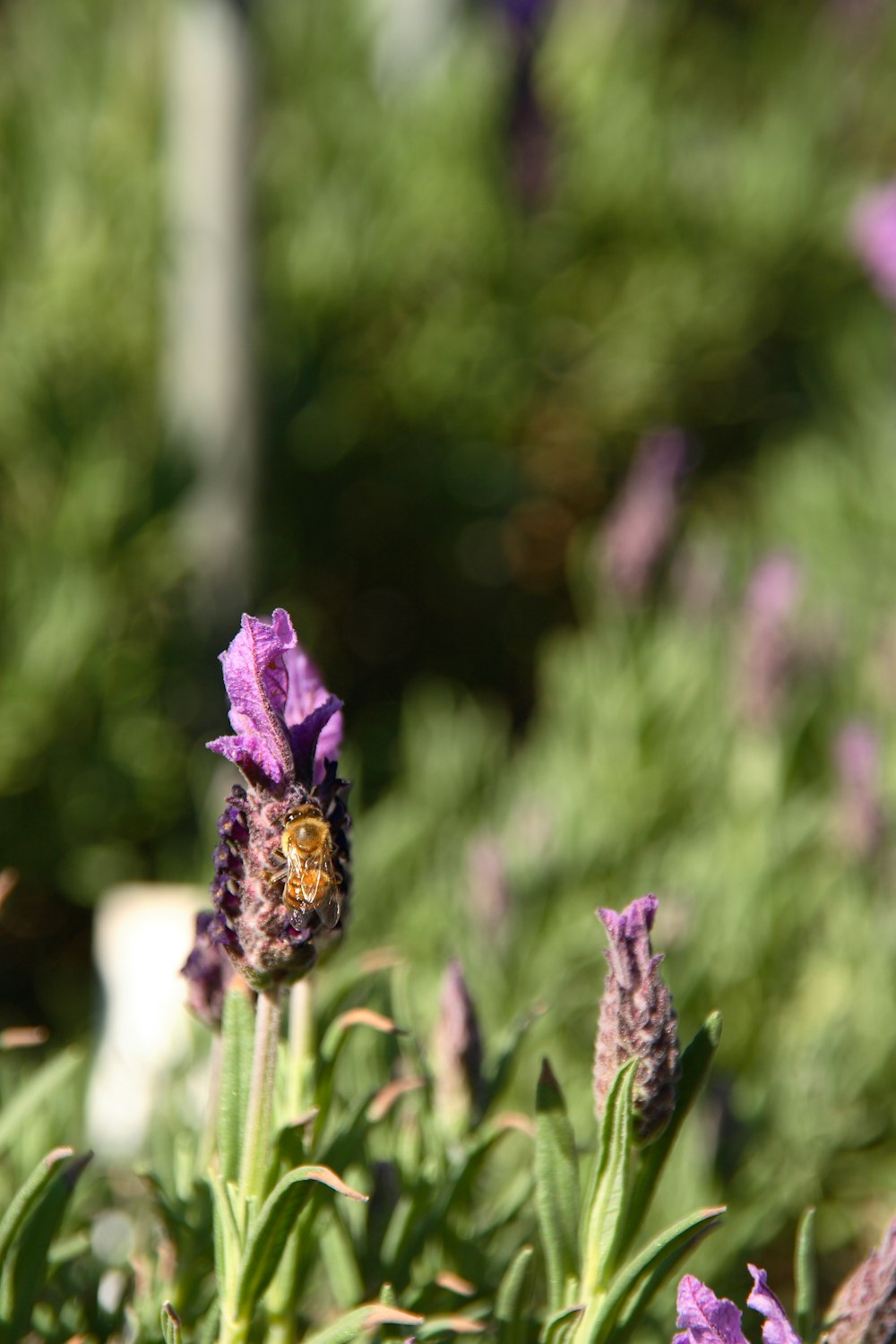 purple flower in tilt shift lens