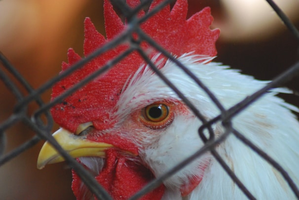 A close-up of a white chicken with a prominent red comb and wattle, viewed through a wire fence. The chicken's eye is sharp and focused, drawing attention to its alert expression.