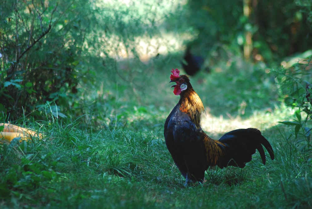 brown and black rooster on green grass during daytime