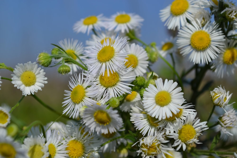 white daisies in bloom during daytime