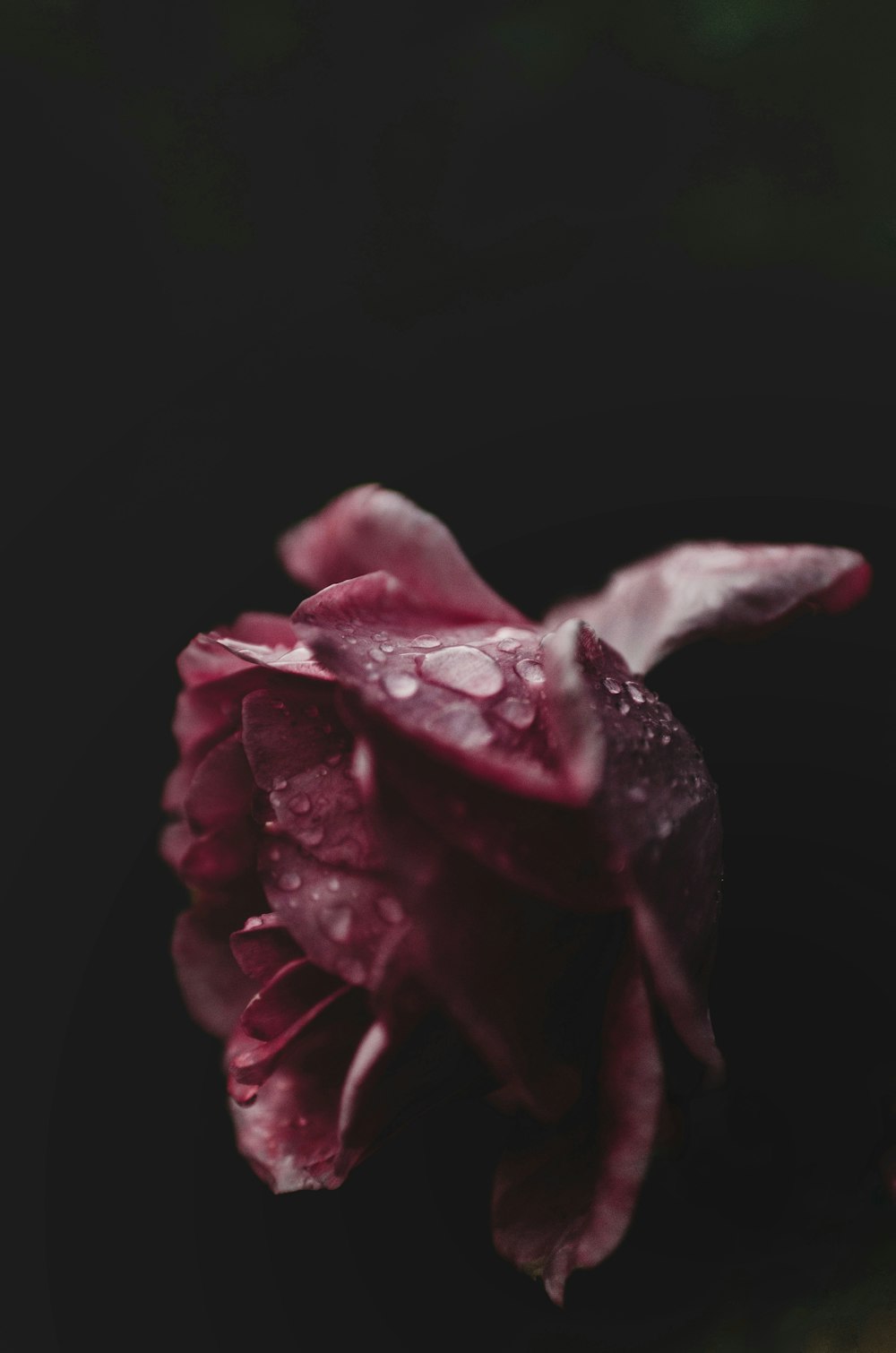 pink rose in black background