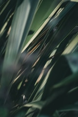 Close-up of hands reviewing property legal papers with tropical plants softly blurred in the background.