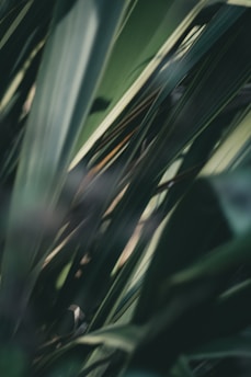 Close-up of hands reviewing property legal papers with tropical plants softly blurred in the background.