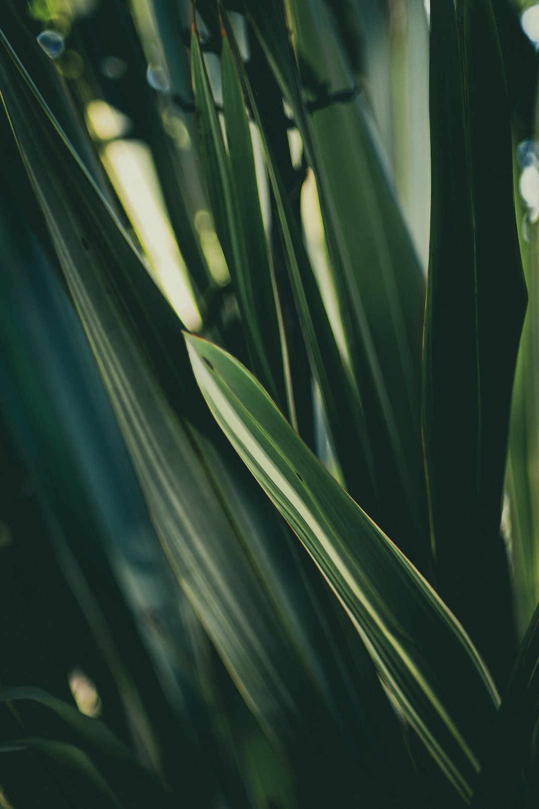 green leaf plant in close up photography