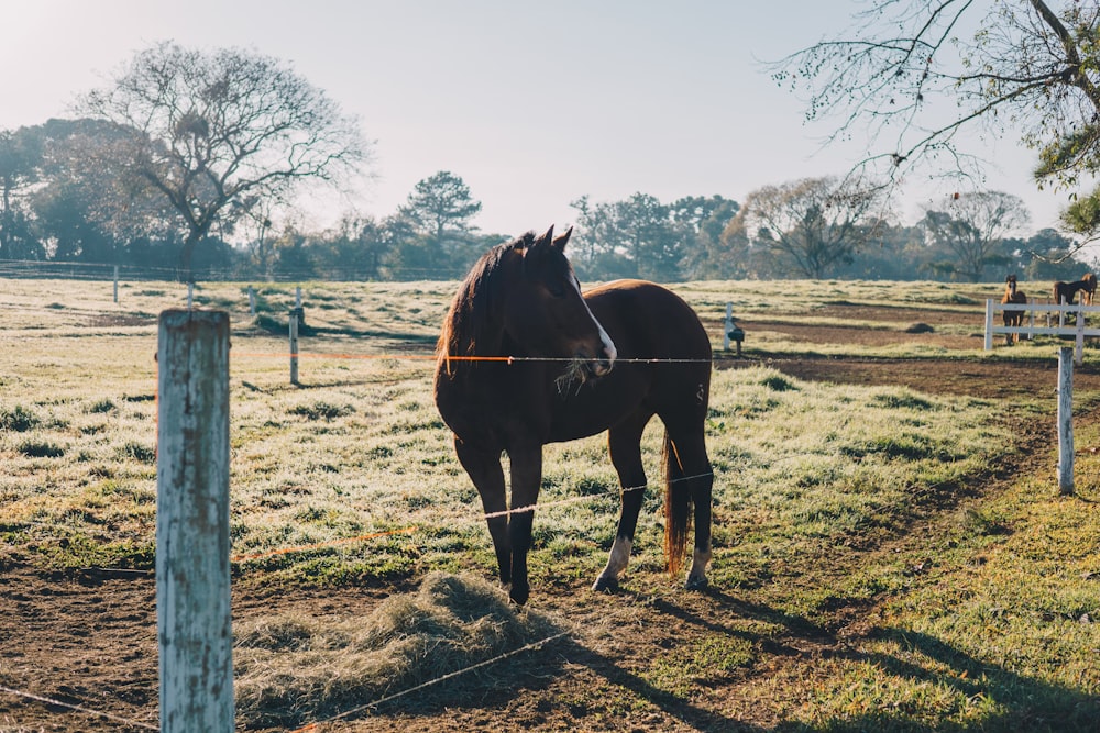 cheval brun sur un champ d’herbe verte pendant la journée