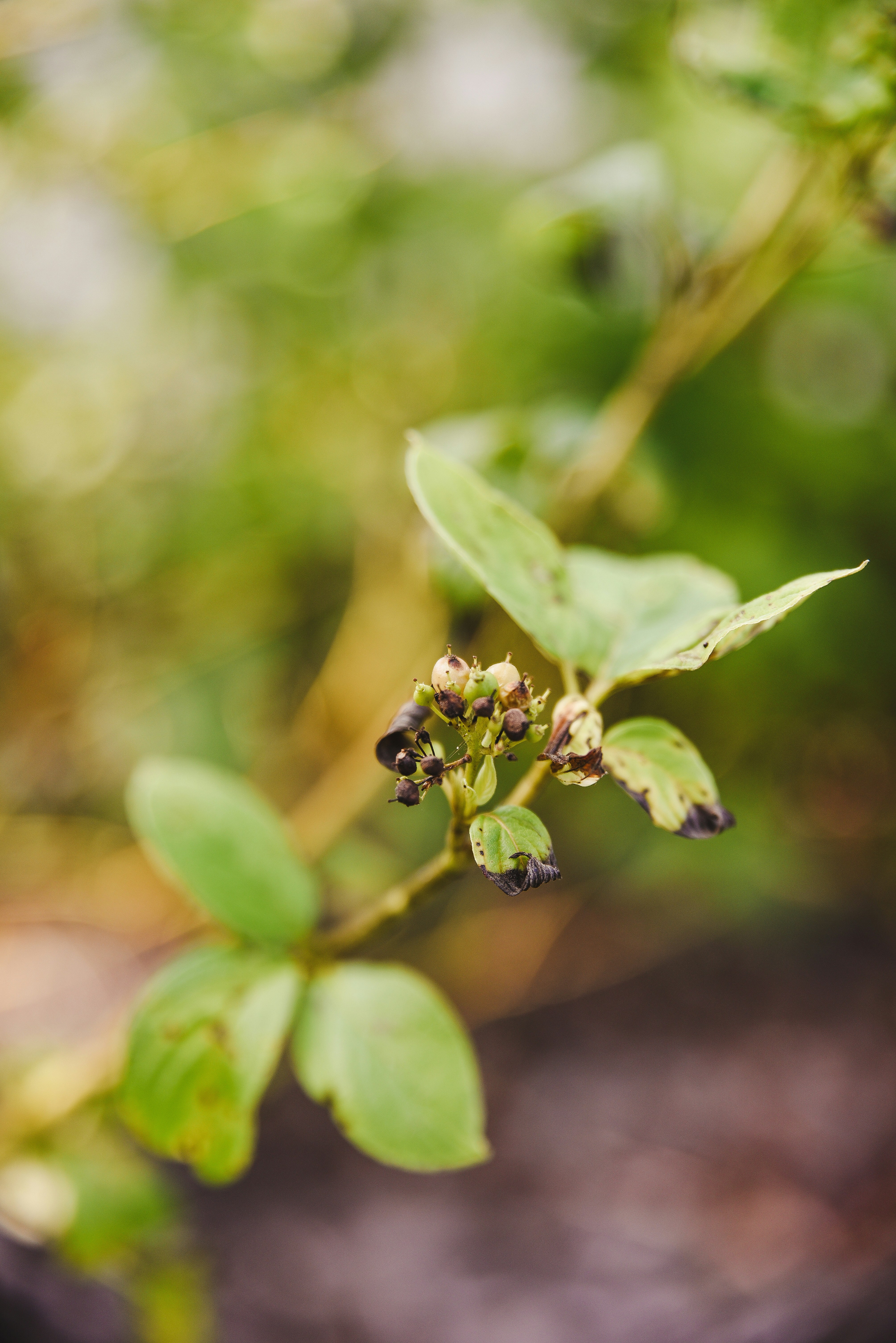 Photo by joyshotsphotography