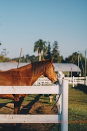 brown horse on green grass field during daytime