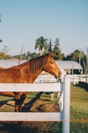 brown horse on white wooden fence during daytime