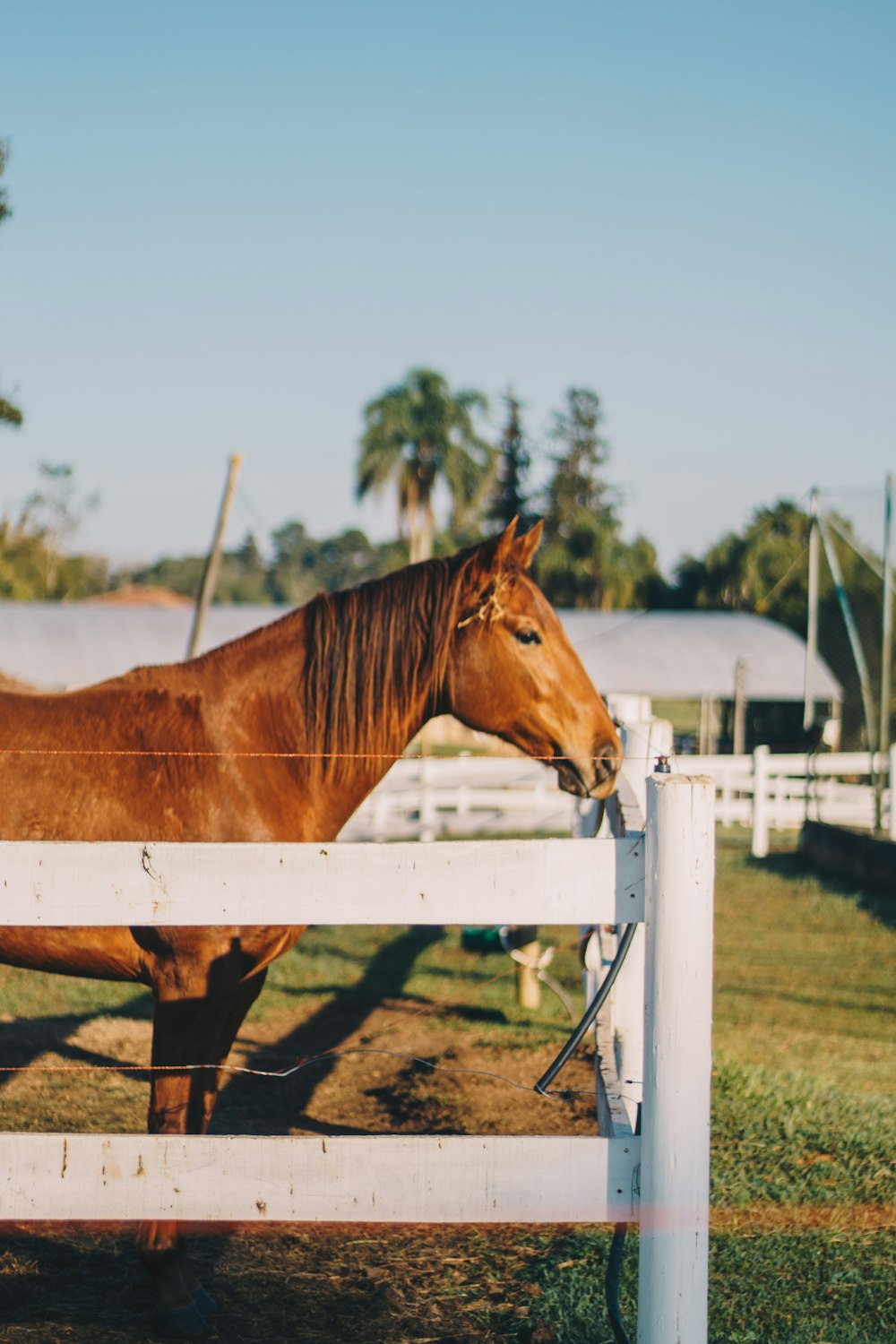 cheval brun sur clôture en bois blanc pendant la journée