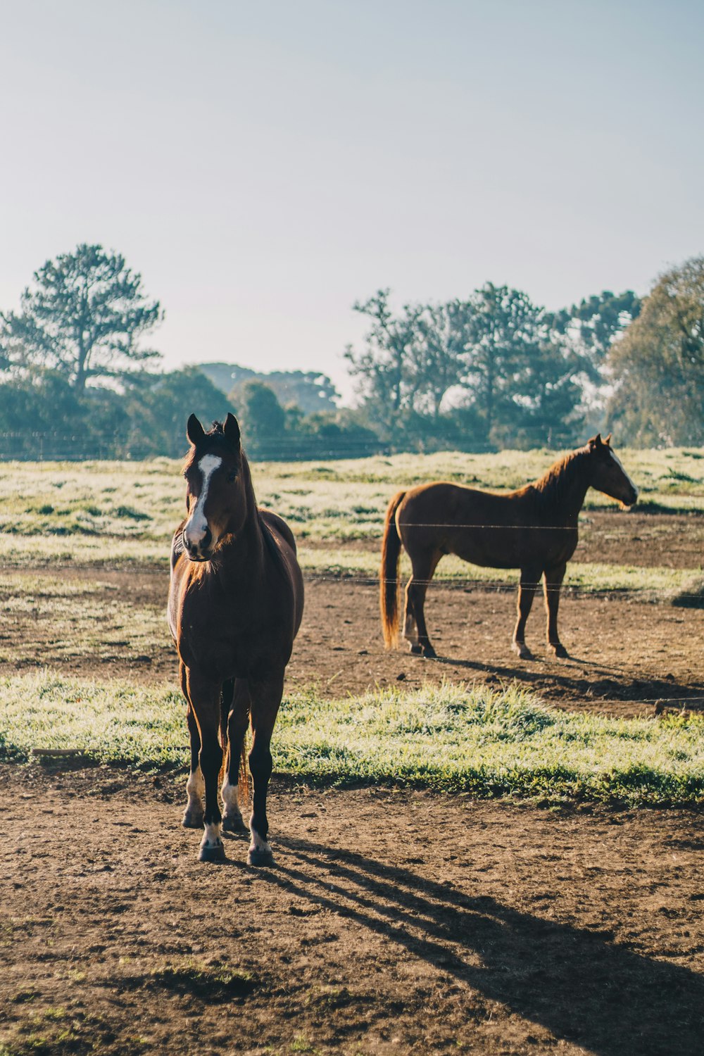 brown horse on brown field during daytime