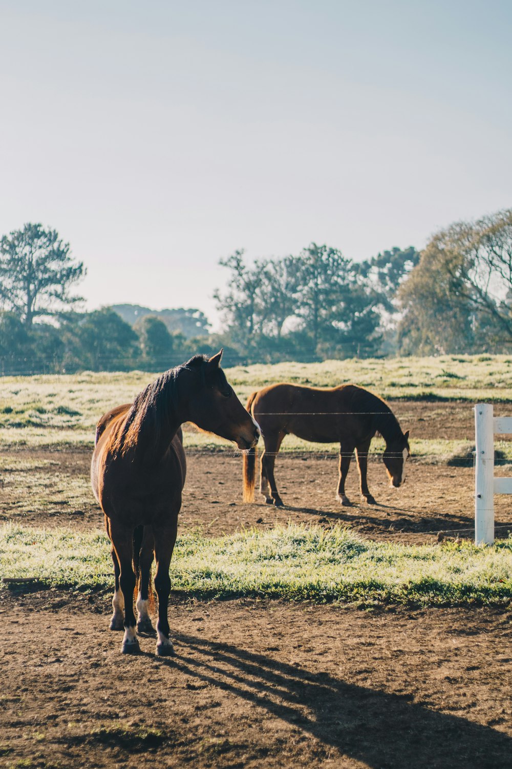 black horse on green grass field during daytime