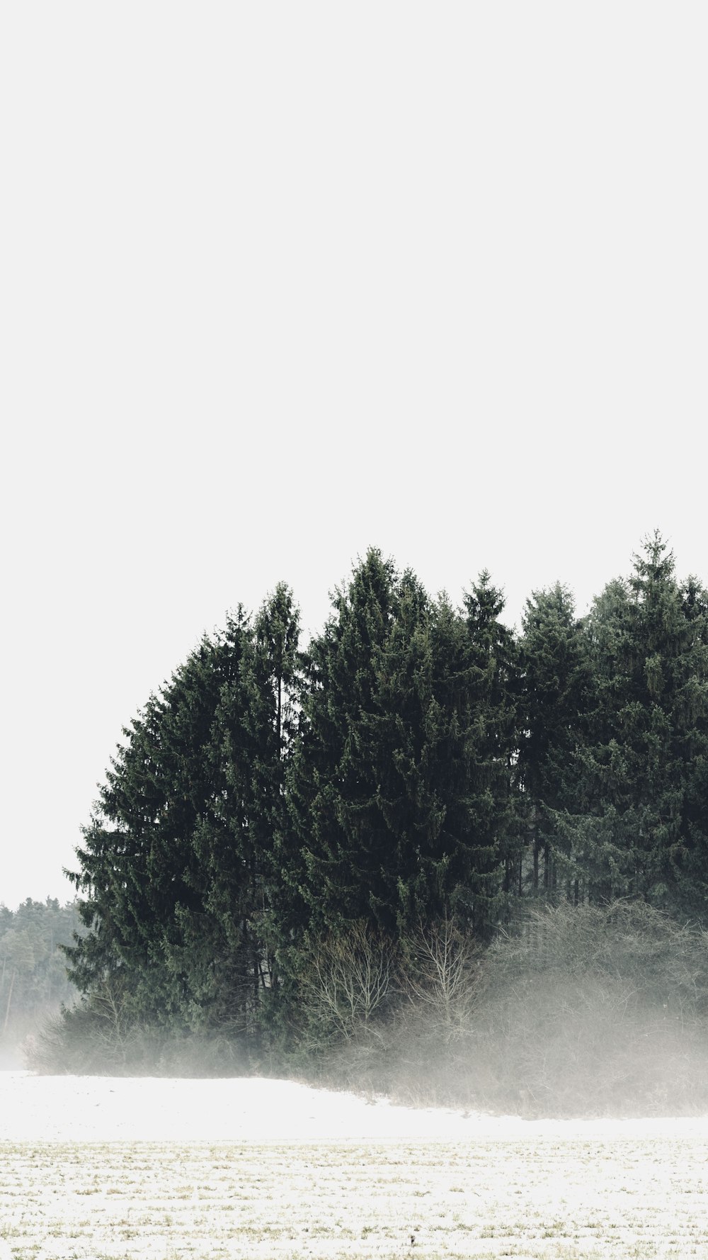 green trees under white sky during daytime