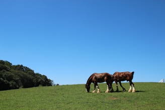 brown horse on green grass field during daytime