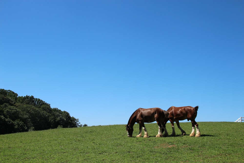 brown horse on green grass field during daytime