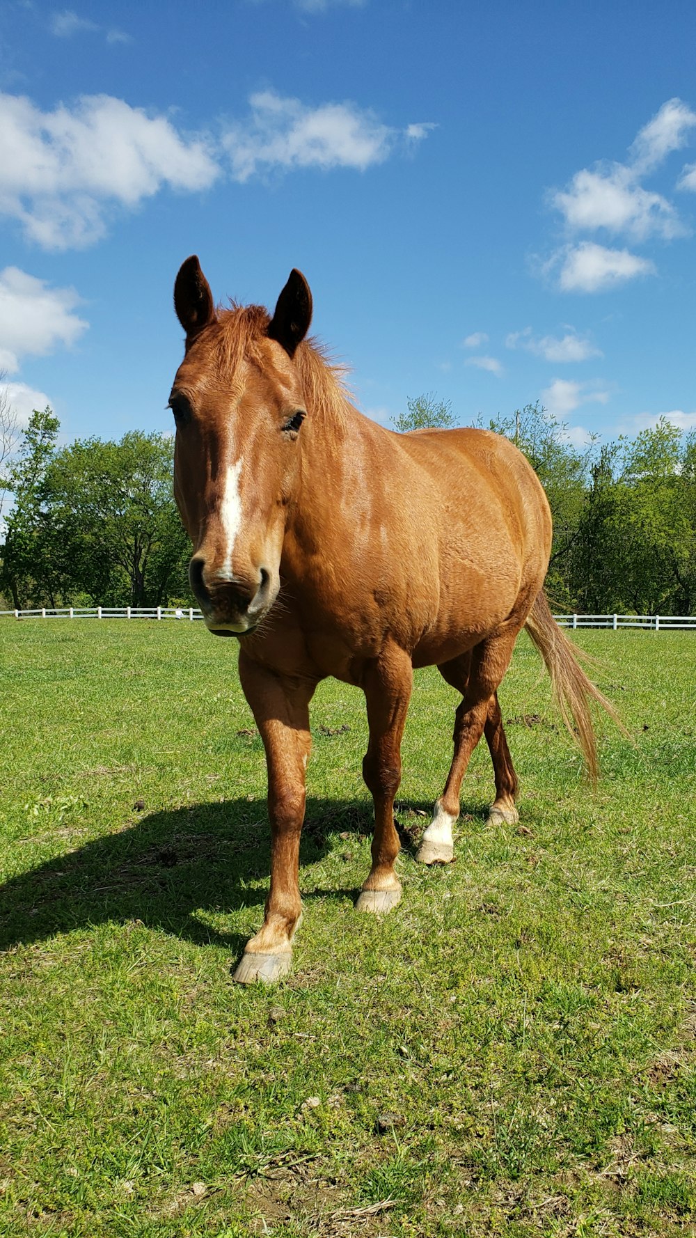 cheval brun et blanc sur le champ d’herbe verte pendant la journée