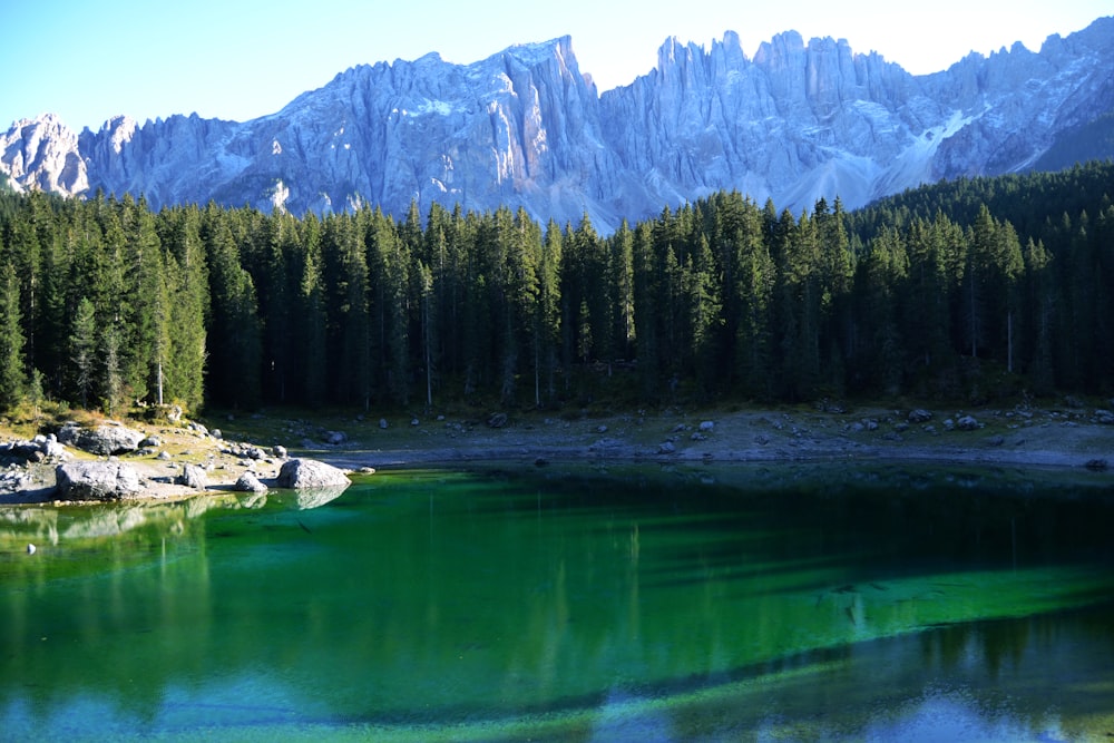 green pine trees near lake and mountain during daytime