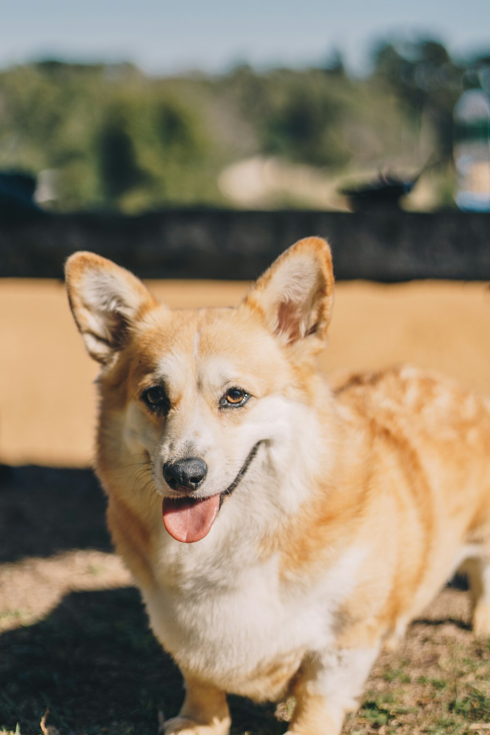 brown and white short coated dog