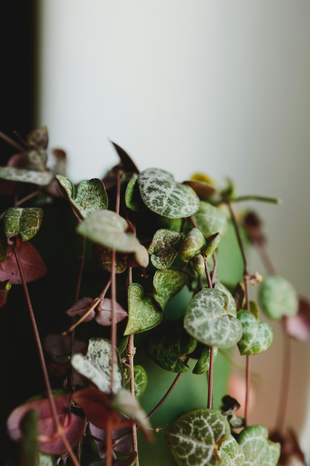 green and white plant in close up photography