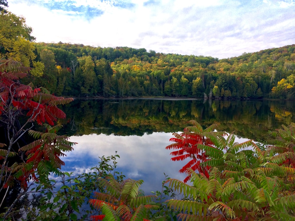 green trees beside lake under white clouds during daytime