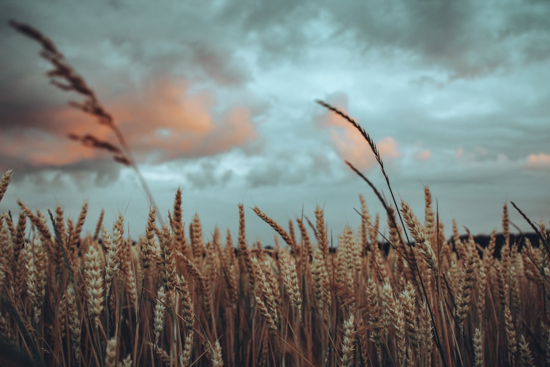 brown wheat field under cloudy sky during daytime